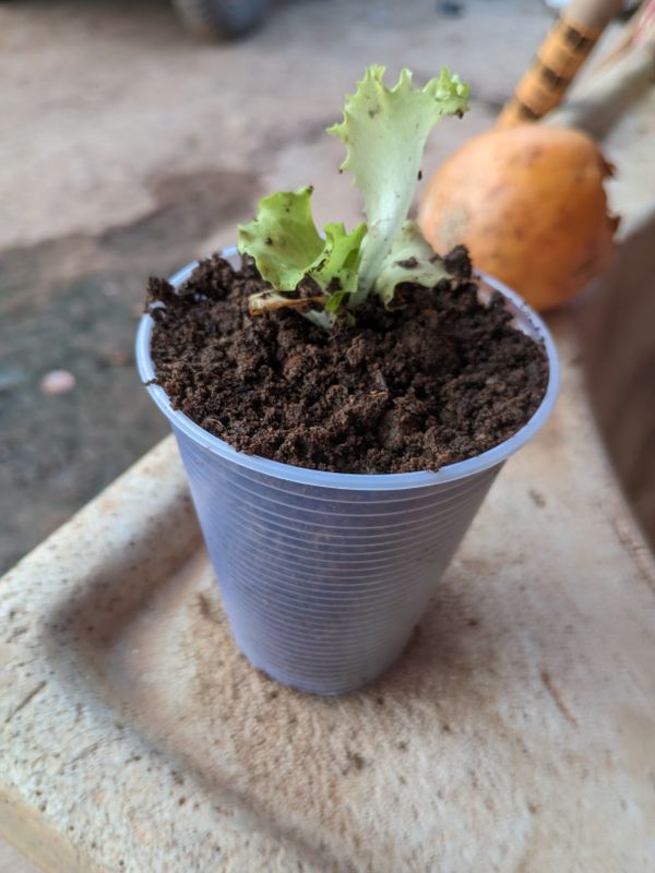 Identificação da planta Alface por foto
