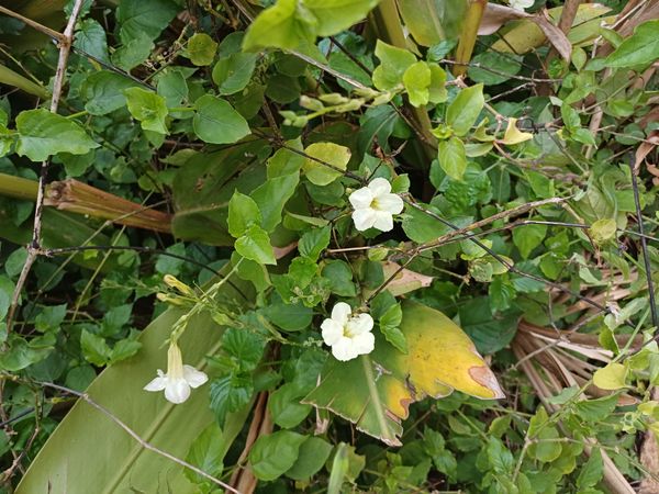 Identificação da planta Rabo-de-gato por foto