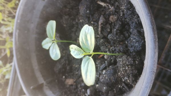 Identificação da planta Maracujá por foto