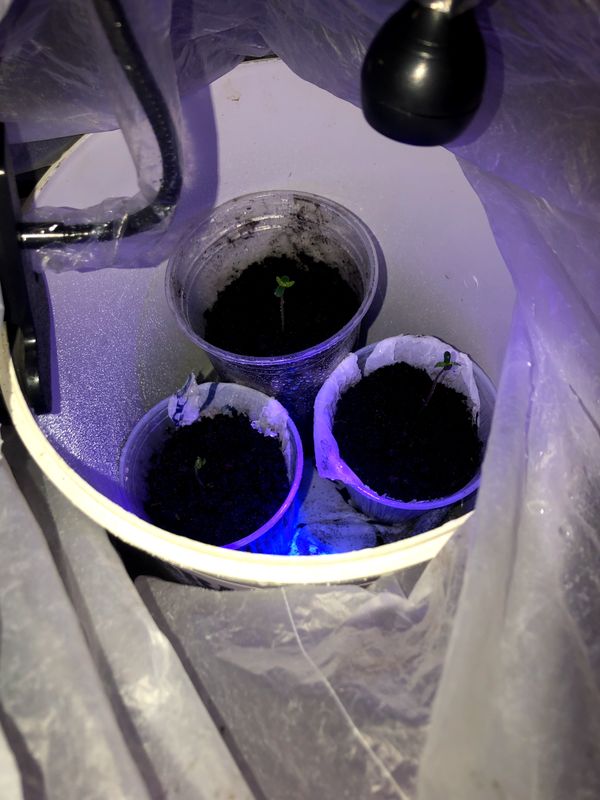 Identificação da planta Agrião por foto