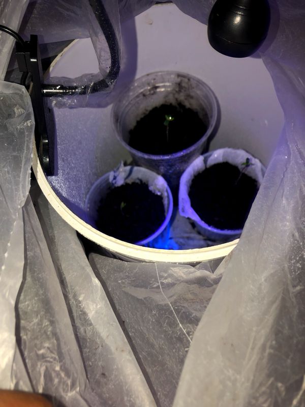 Identificação da planta Tomate por foto