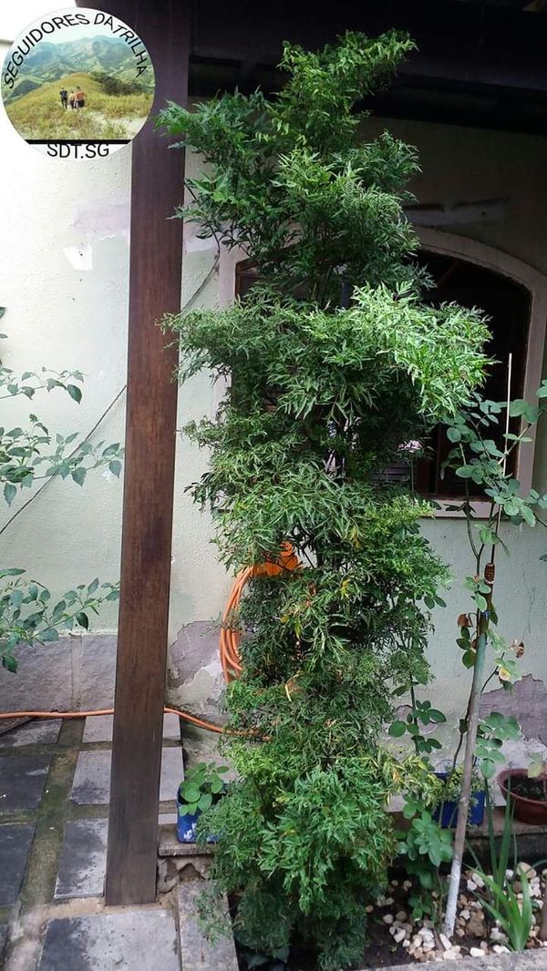 Identificação da planta Bonsai-Havaí por foto