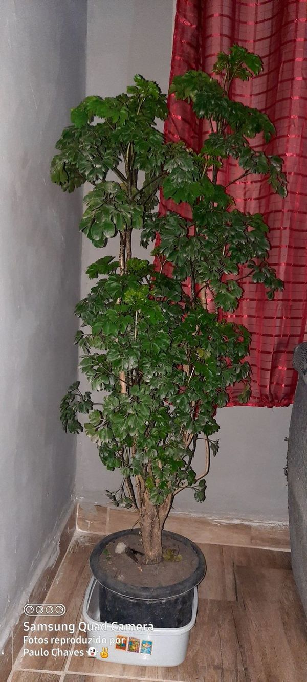 Identificação da planta Árvore-da-felicidade por foto
