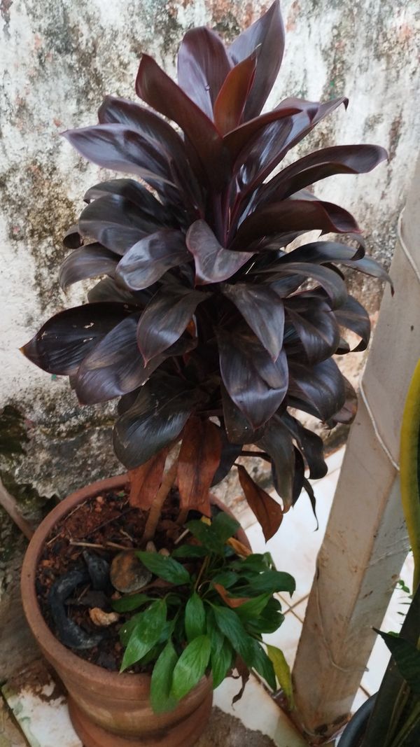 Identificação da planta Dracena por foto