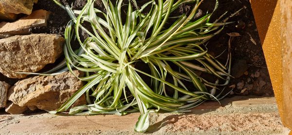 Identificação da planta Clorófito por foto