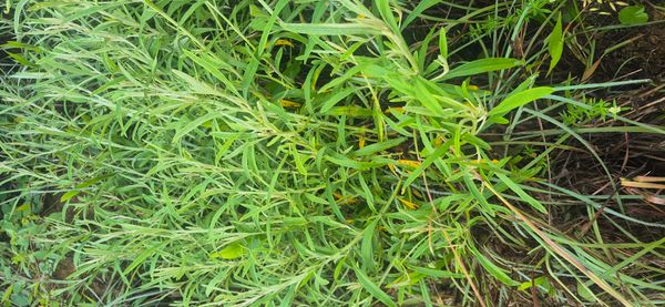 Identificação da planta Marcela por foto