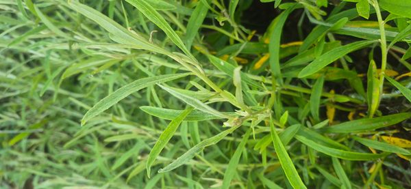 Identificação da planta Marcela por foto