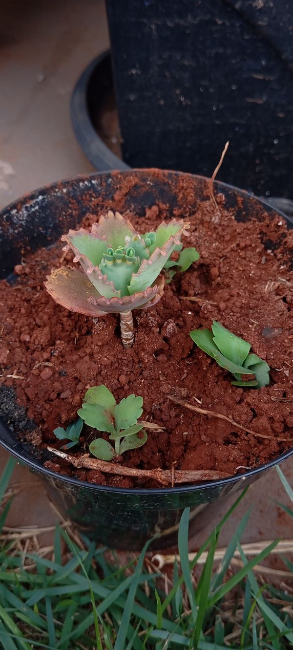 Identificação da planta Mãe de mil por foto