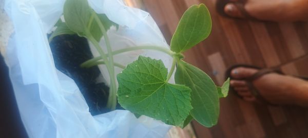 Identificação da planta Melão por foto