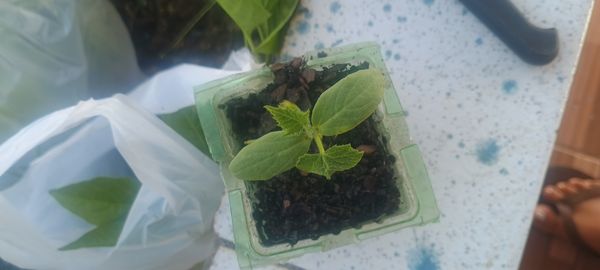 Identificação da planta Pepino por foto