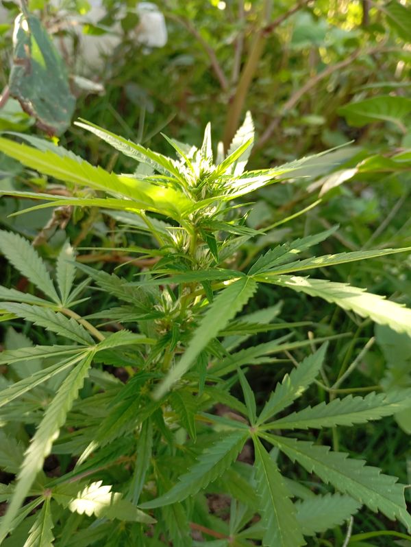 Identificação da planta Maconha por foto