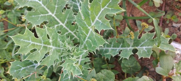 Identificação da planta Cardo-santo por foto