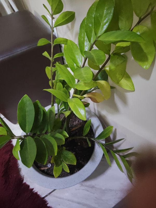 Identificação da planta Zamioculcas por foto