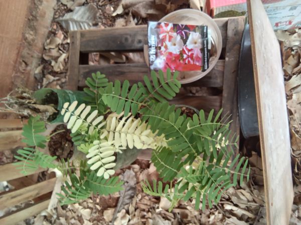 Identificação da planta Tamarindo por foto
