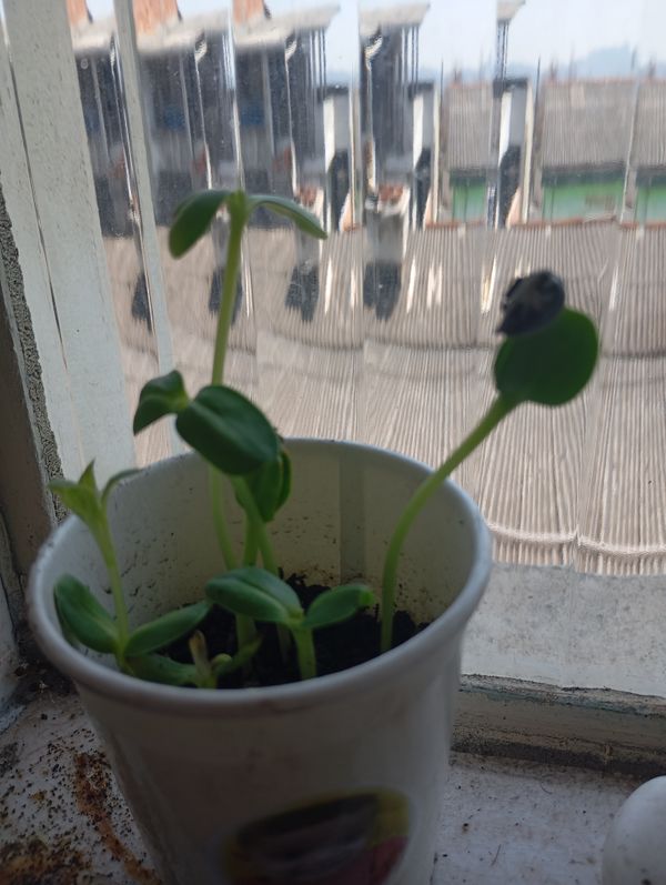 Identificação da planta Pepino por foto