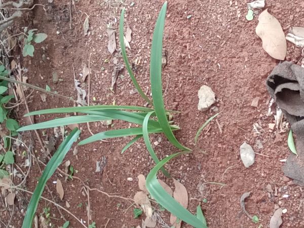 Identificação da planta Amarílis por foto