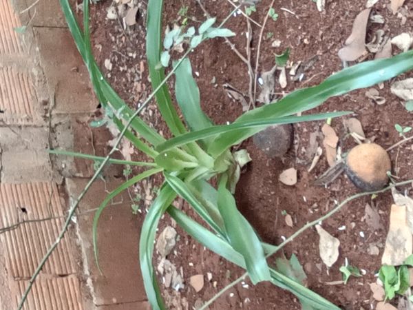 Identificação da planta Lírio-do-brejo por foto