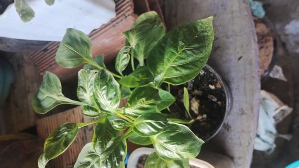 Identificação da planta Malagueta por foto