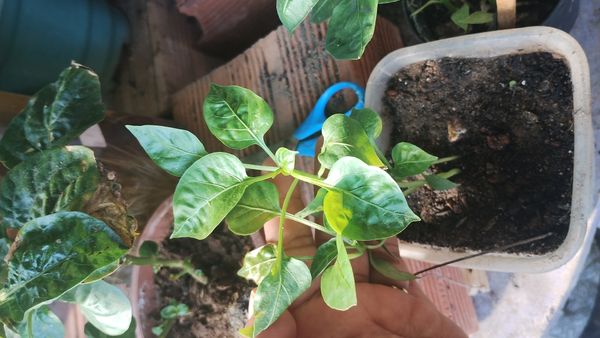 Identificação da planta Malagueta por foto