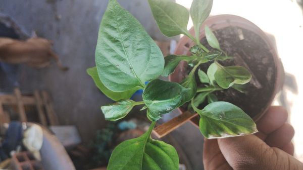 Identificação da planta Malagueta por foto