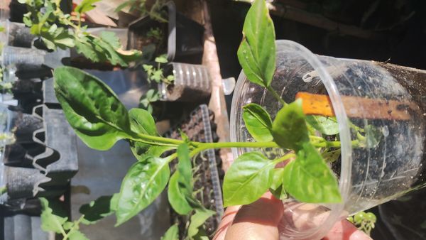 Identificação da planta Malagueta por foto
