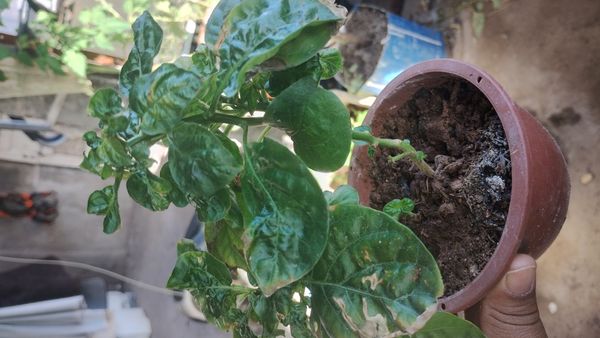 Identificação da planta Pimenta-de-cheiro por foto