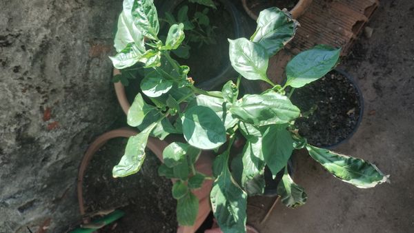 Identificação da planta Malagueta por foto