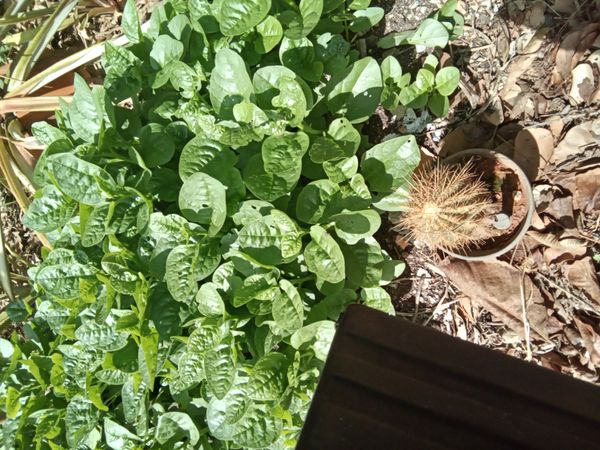 Identificação da planta Espinafre por foto