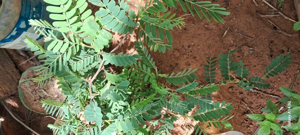 Identificação da planta Tamarindo por foto