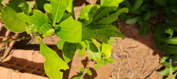 Identificação da planta Miraculina por foto