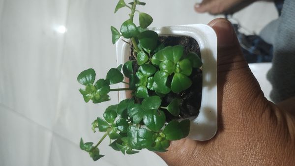 Identificação da planta Dinheiro em penca por foto
