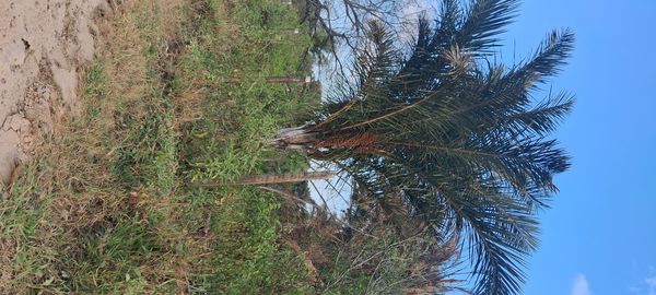 Identificação da planta Ráfia por foto
