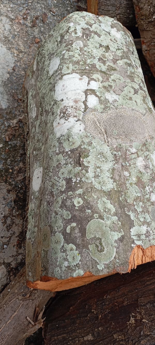 Identificação da planta Olho-de-boi por foto