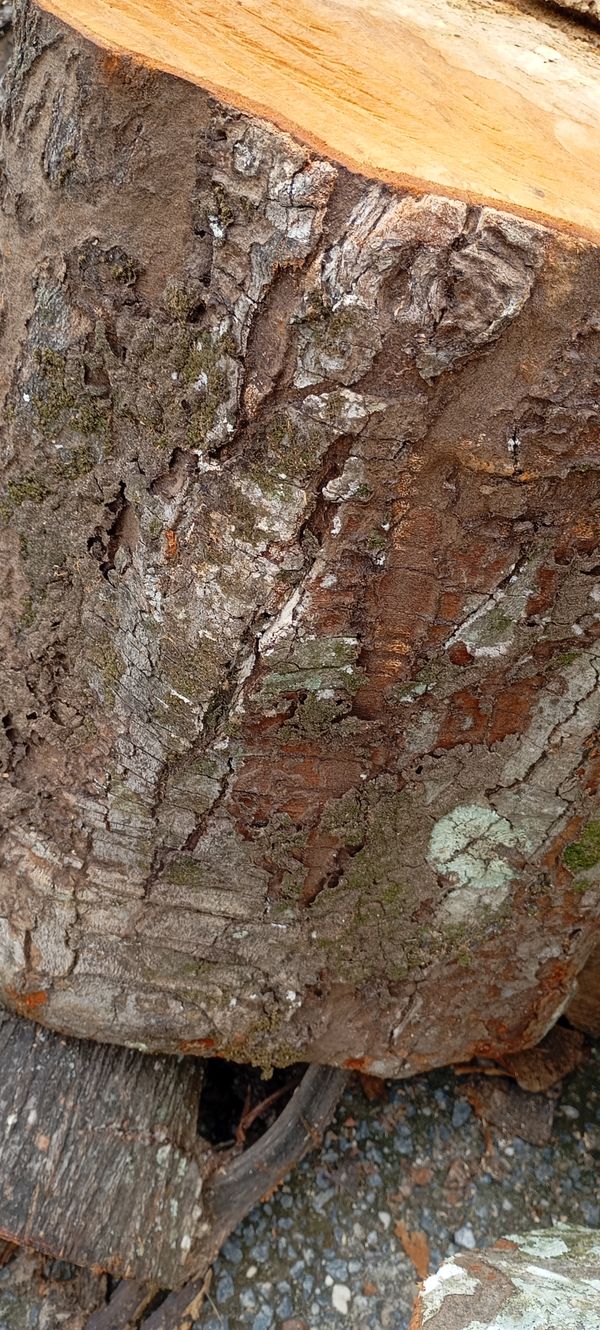 Identificação da planta Copaíba por foto