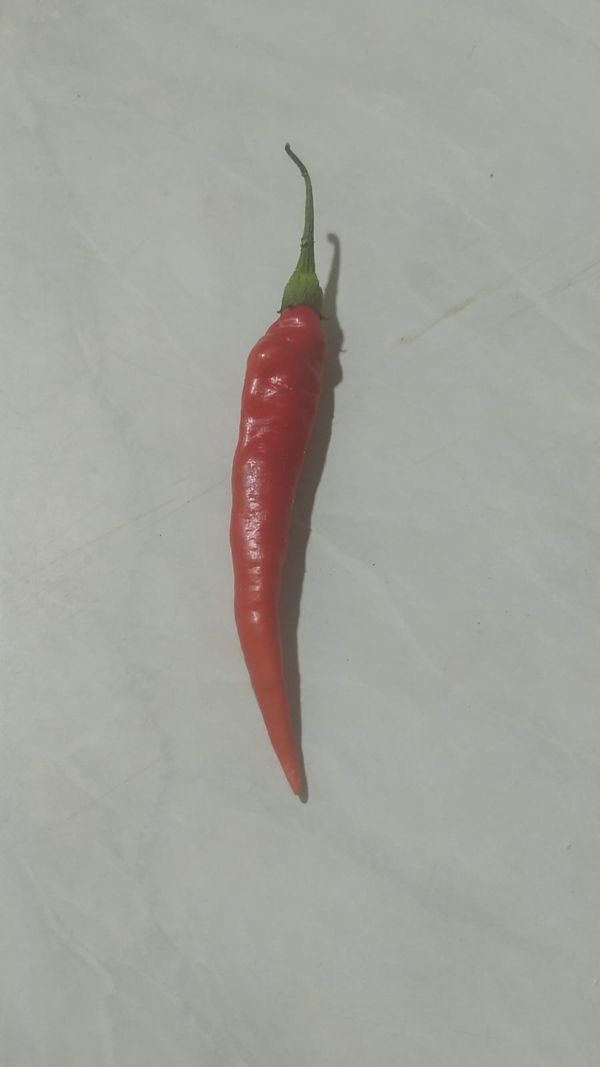 Identificação da planta Malagueta por foto