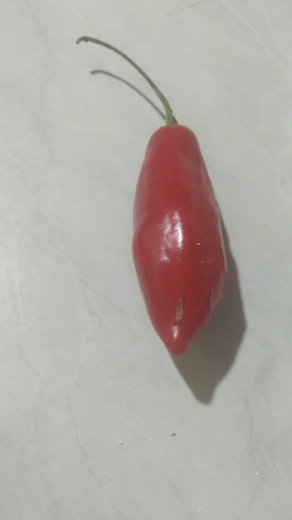 Identificação da planta Pimenta-de-cheiro por foto