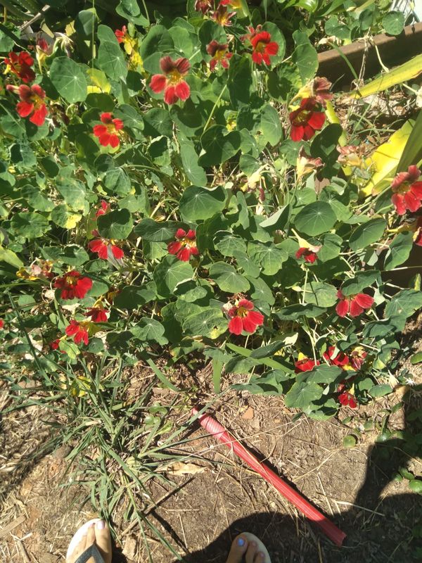 Identificação da planta Chagas por foto