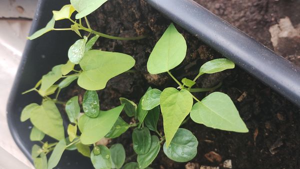 Identificação da planta Pinhão-bravo por foto