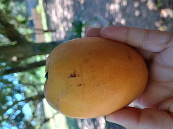 Identificação da planta Manga por foto