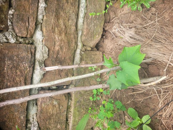 Identificação da planta Bucha por foto