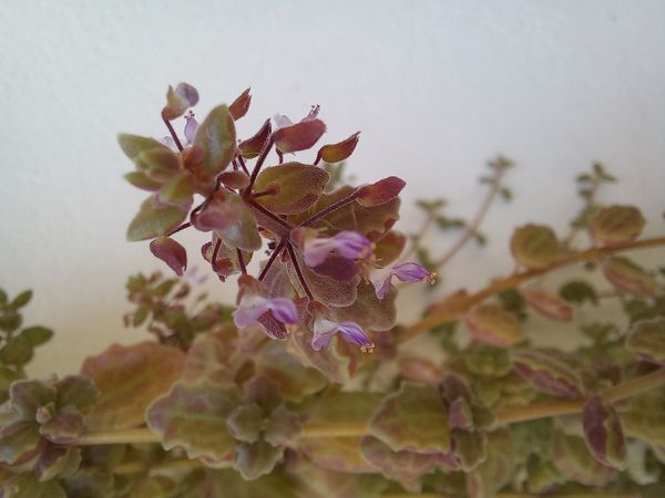 Identificação da planta Dinheiro-em-penca por foto