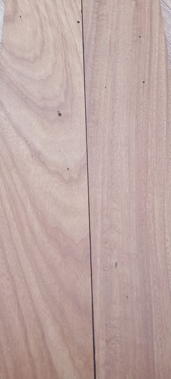 Identificação da planta Sem nome popular conhecido por foto