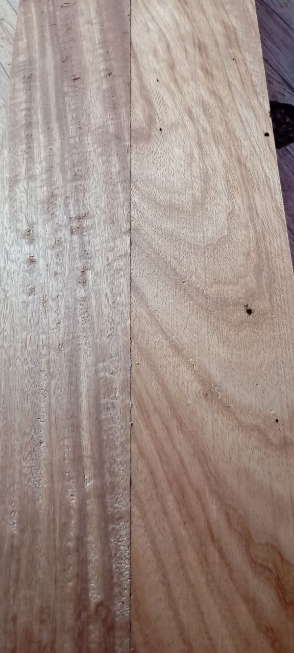 Identificação da planta sequoia por foto