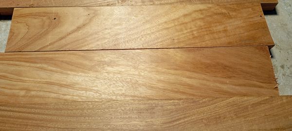 Identificação da planta Sem nome popular conhecido por foto