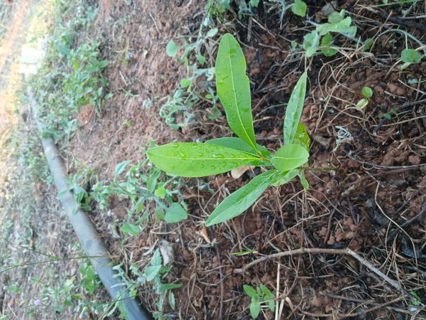 Identificação da planta Flor-de-seda por foto