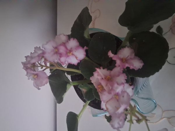 Identificação da planta Violeta-africana por foto