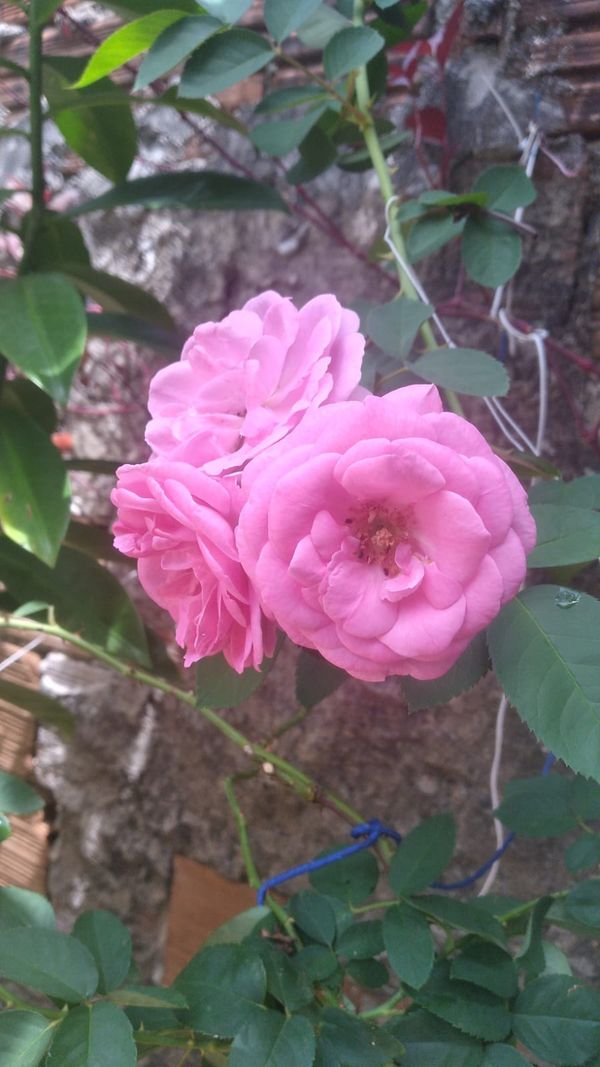 Identificação da planta Rosa Damascena por foto