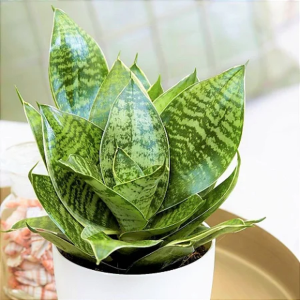 Identificação da planta Espada de são jorge por foto