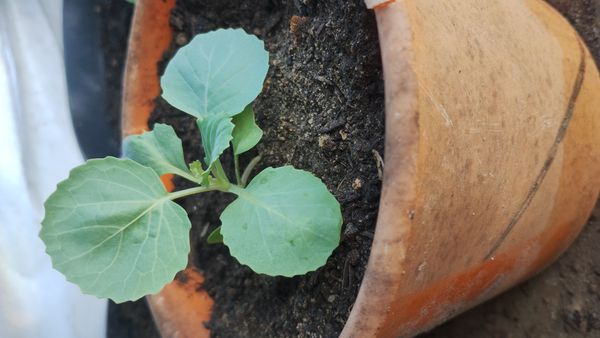 Identificação da planta Couve por foto