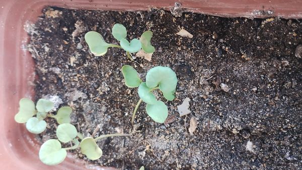 Identificação da planta Gramado-japonês por foto
